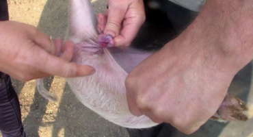 Proč potřebujete a kdy dělat kastraci prasat, kutilskou techniku